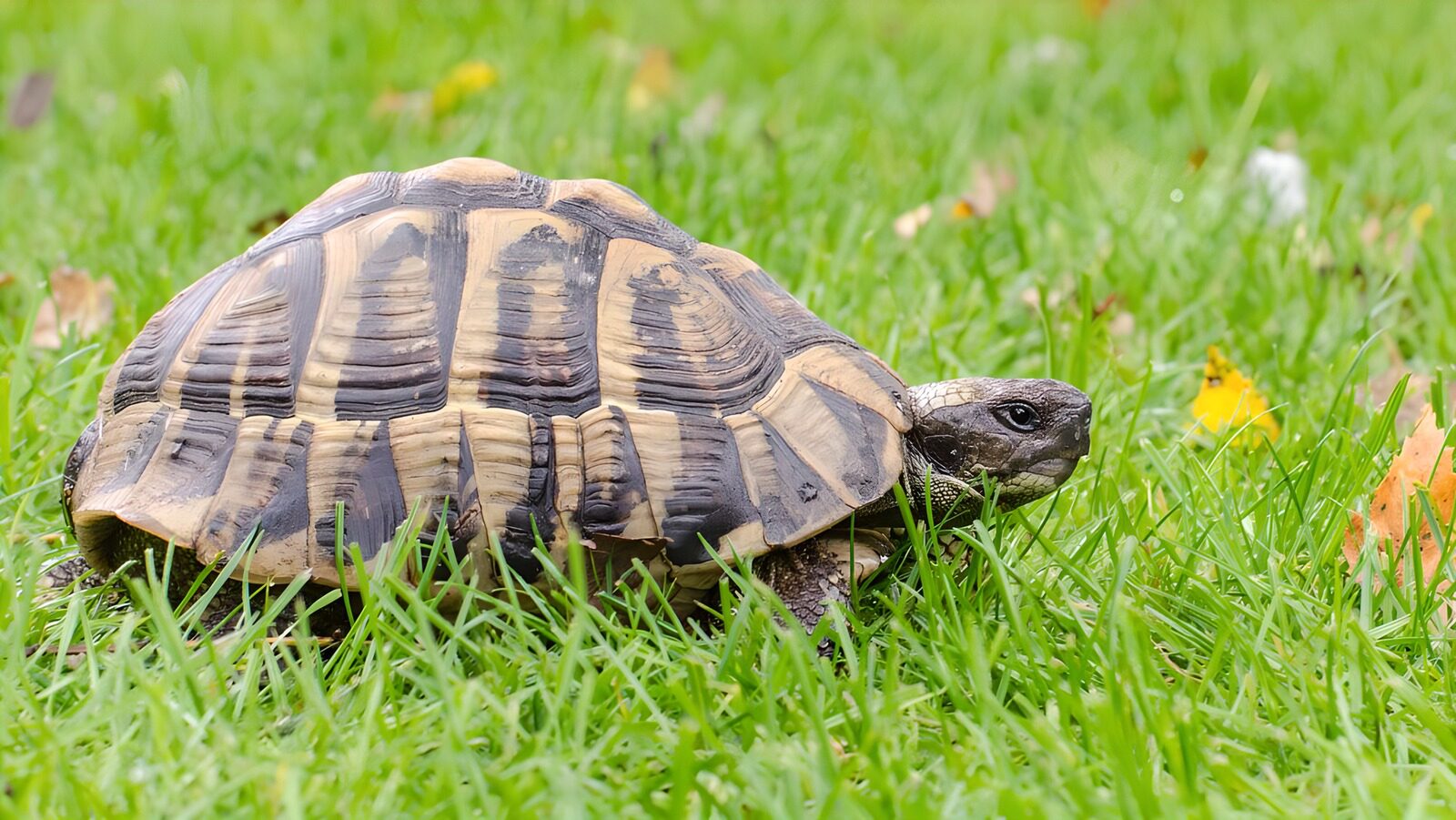 CW2567734: Schildpad op groen gras