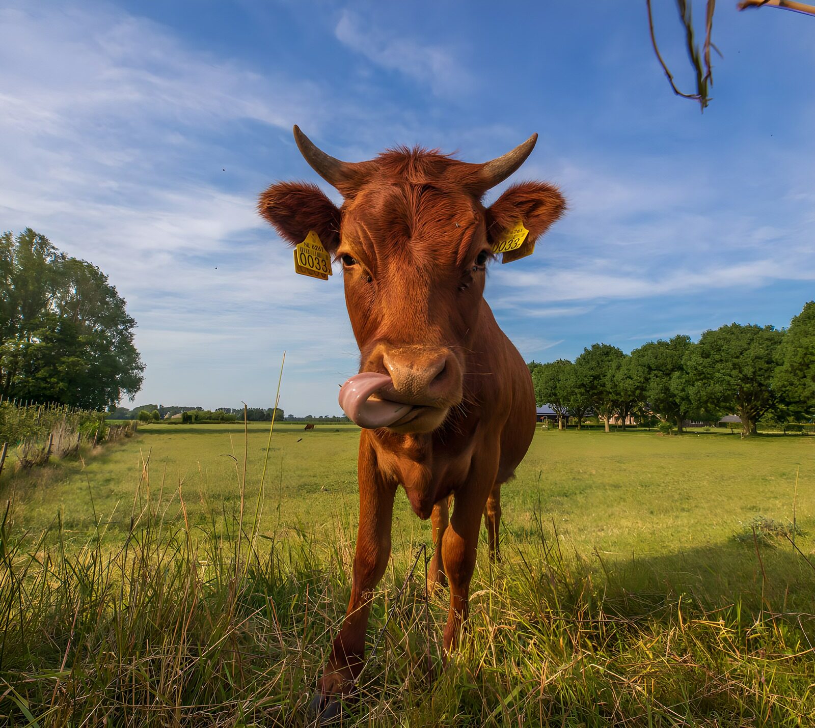 CW2609631: Schattige koe in het weiland