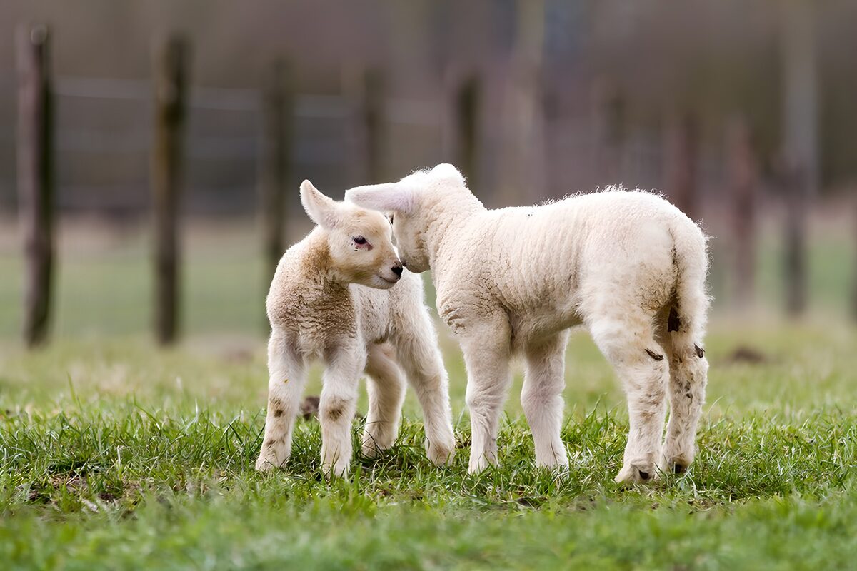 Speelse lammetjes op het gras