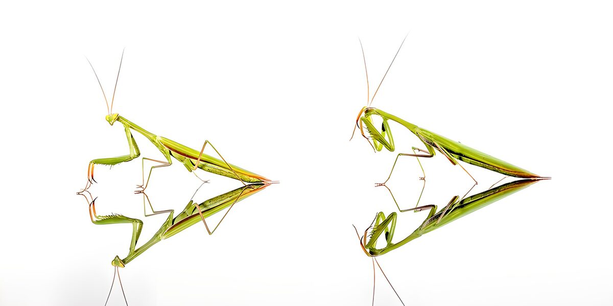 Bijzondere bidverschijnselen van een sprinkhaan