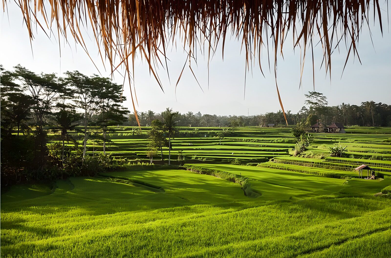 CW7109368: Groene rijstvelden in Bali