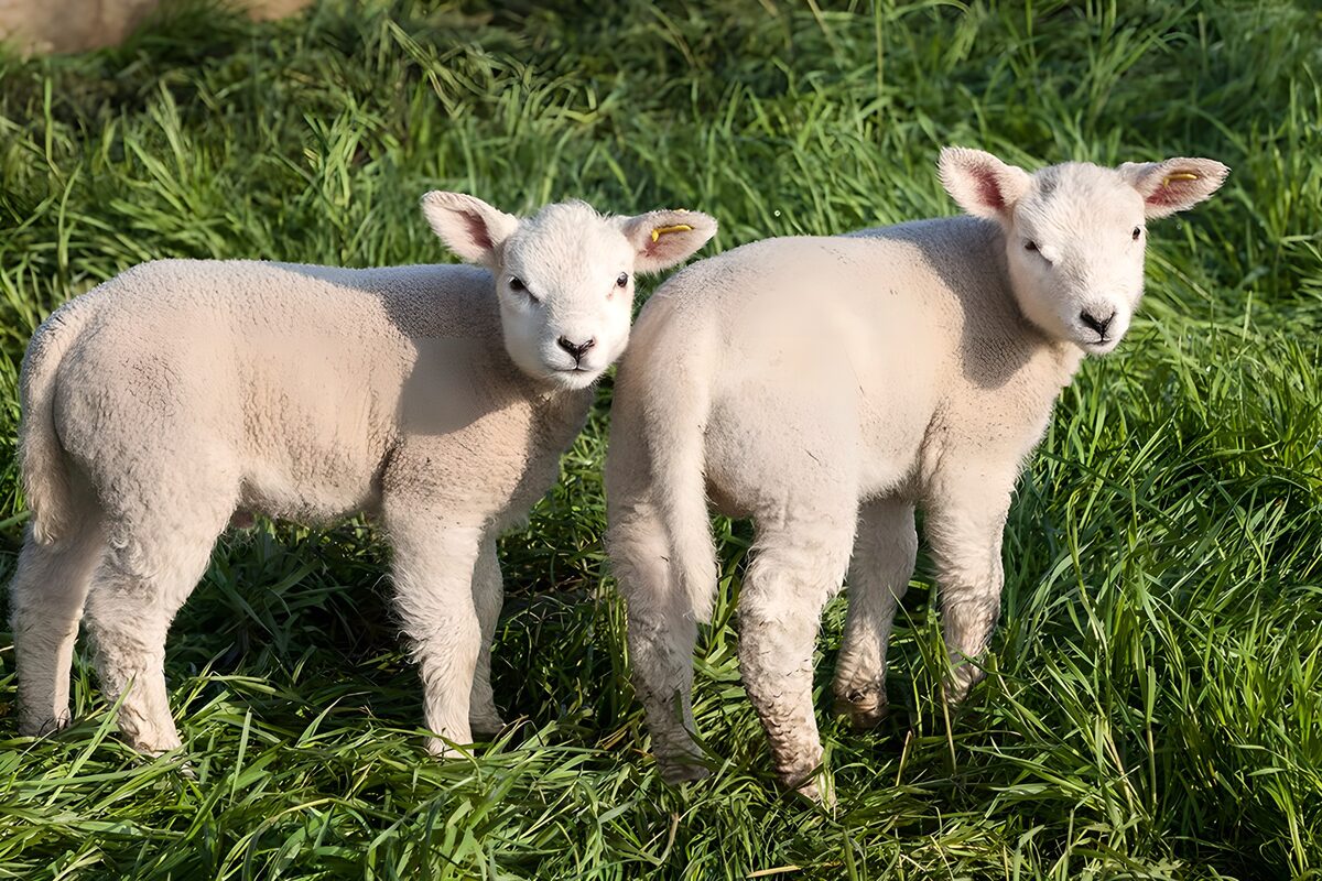Schattige lammetjes in het gras