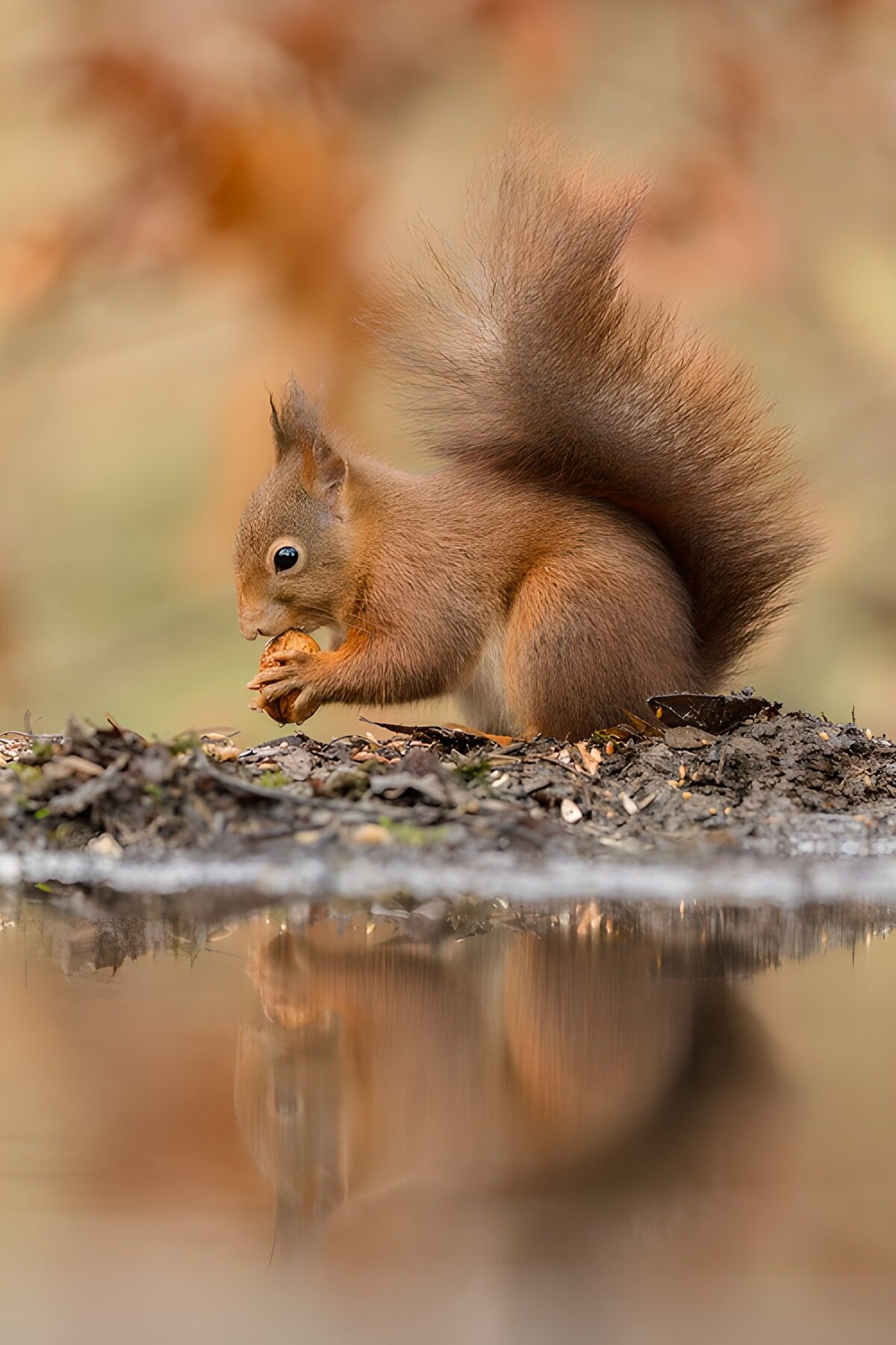 CW1777003: Schattig eekhoorntje bij water