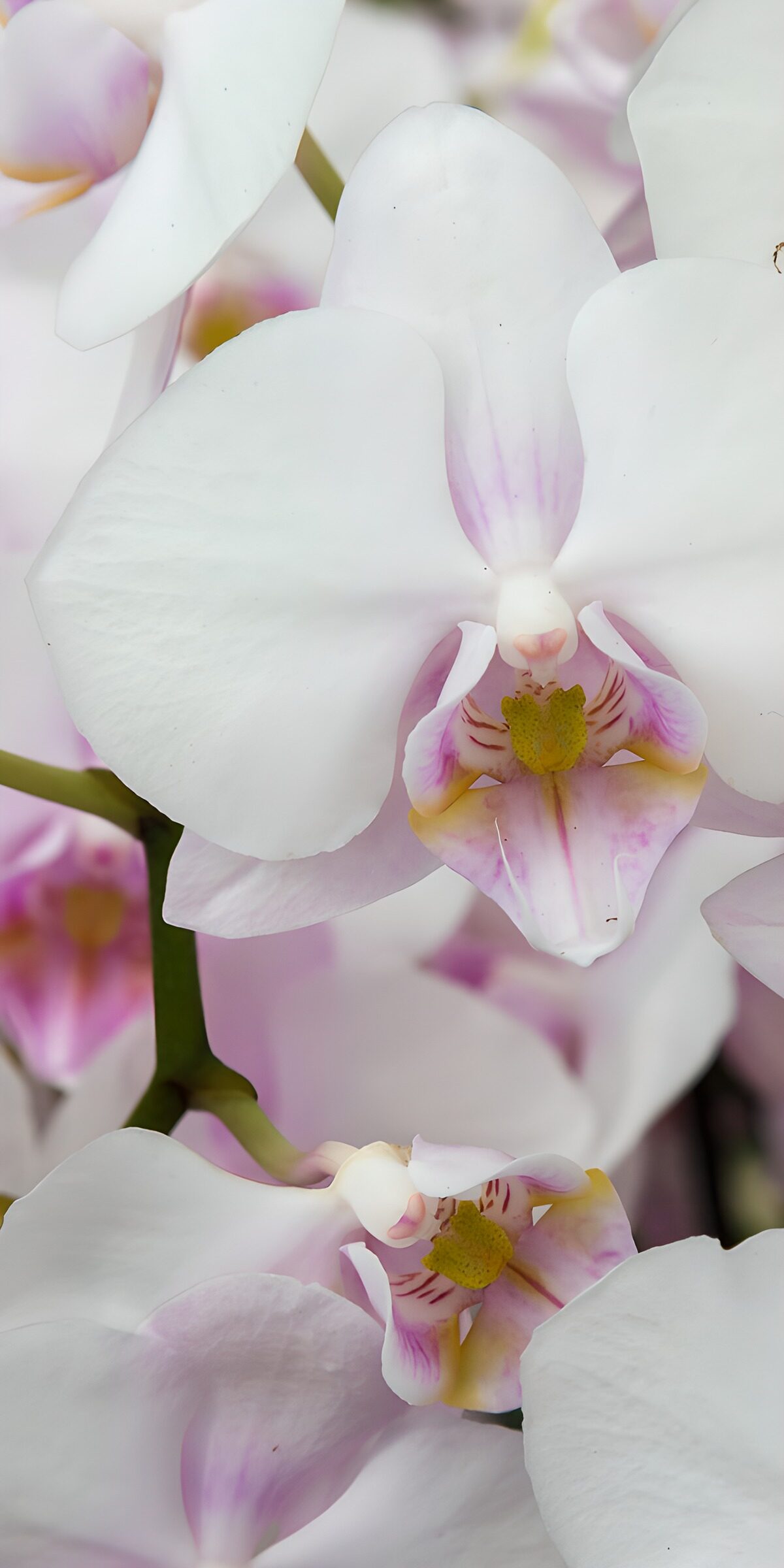 CW5570600: Verfijnde witte orchideeën