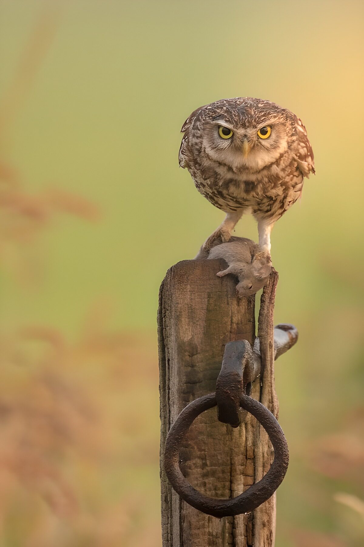 CW1400780: Kleine uil met prooi op paal