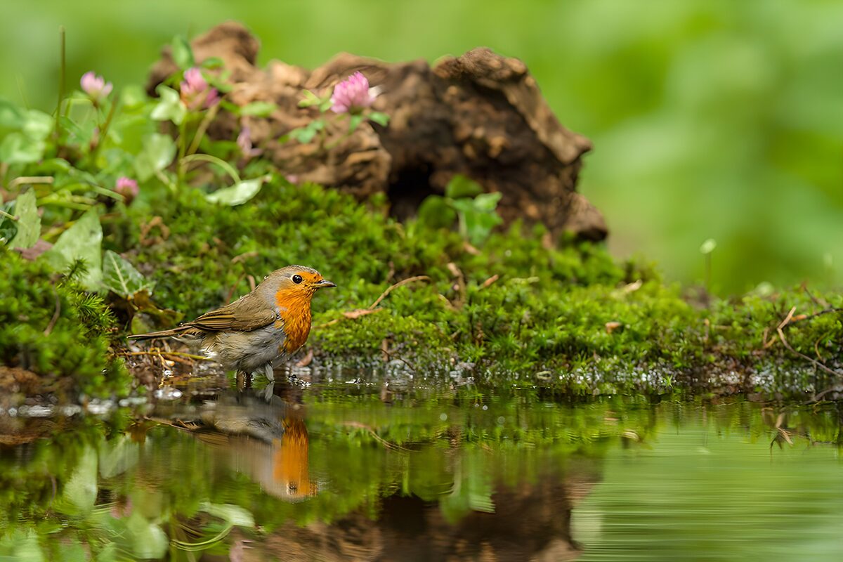 Roodborstje bij het water