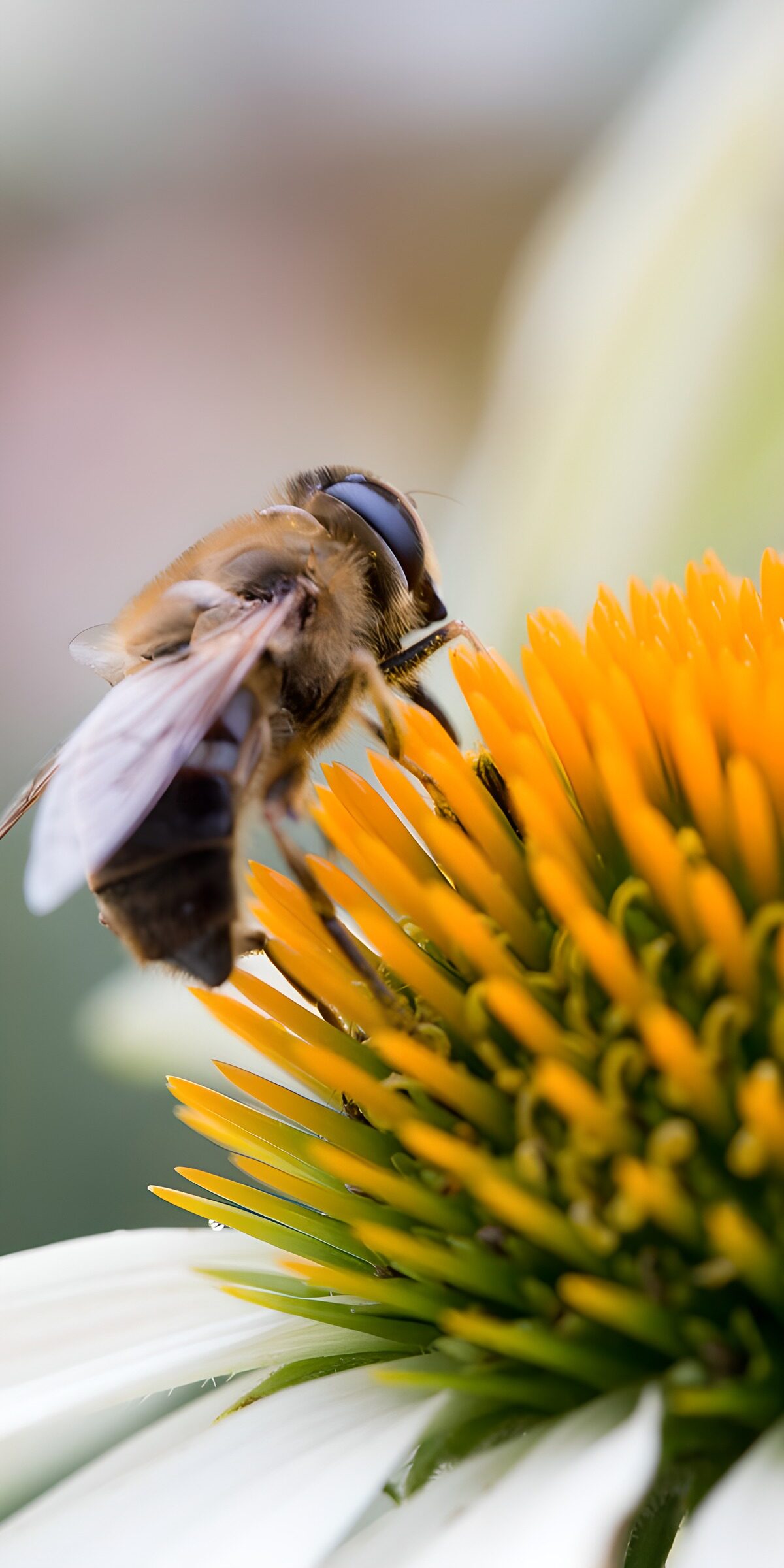 CW7962482: Bij op een bloem