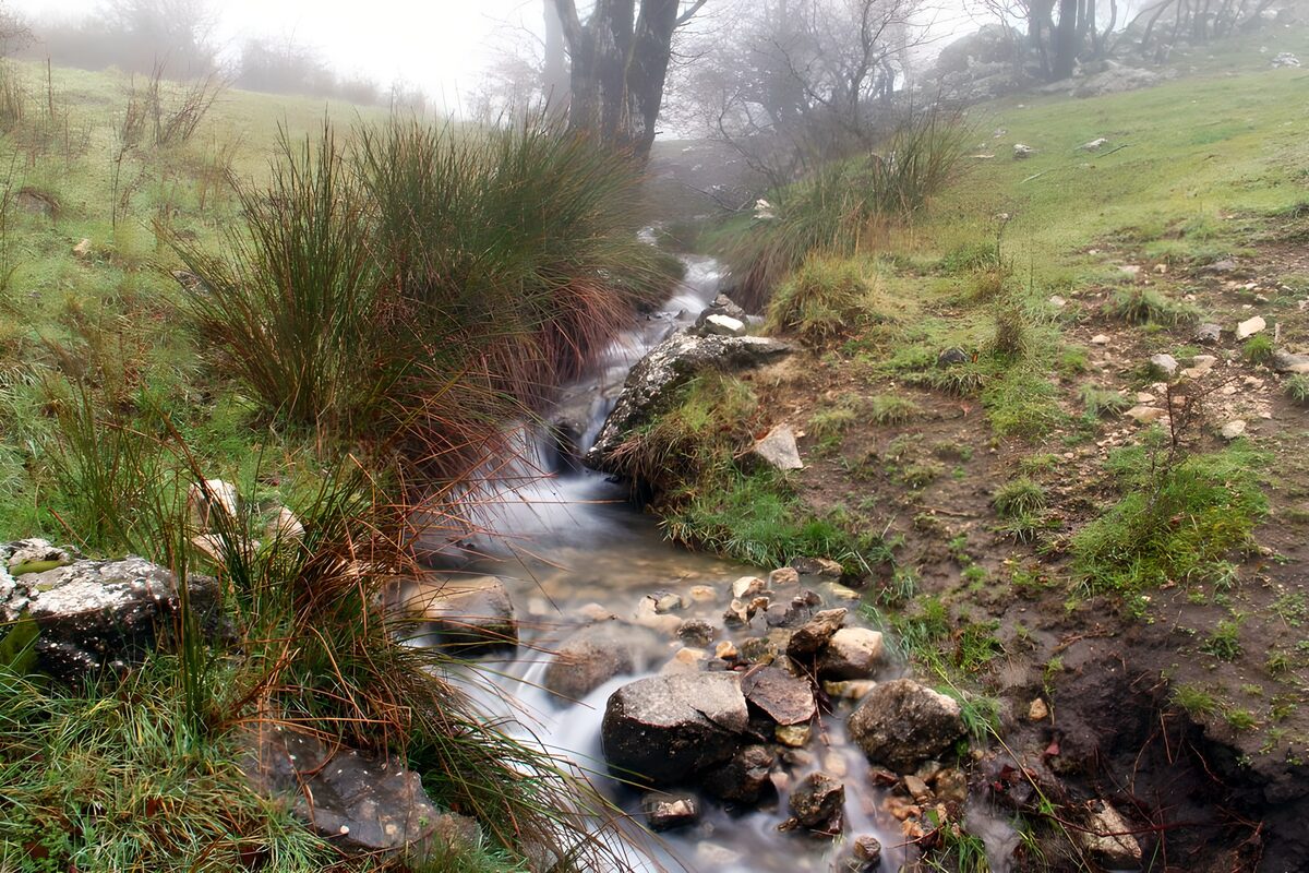Rustige beek in mistig landschap