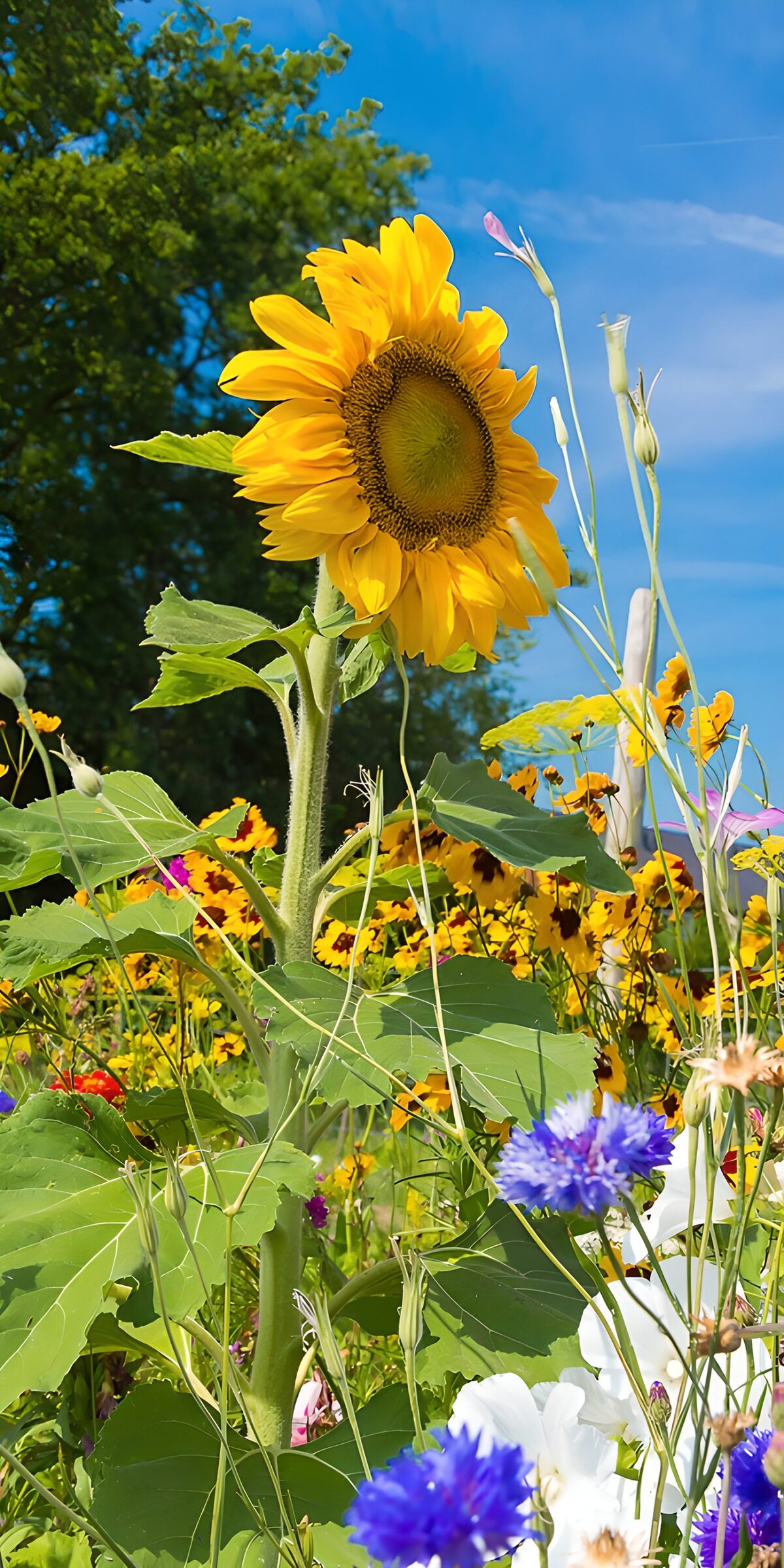 CW1666334: Stralende zonnebloem in bloei