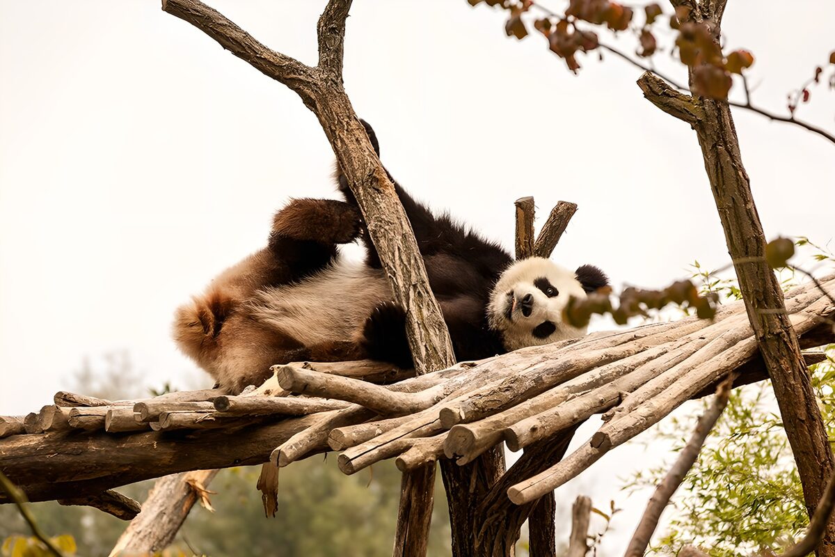 Speelse panda in zijn boom