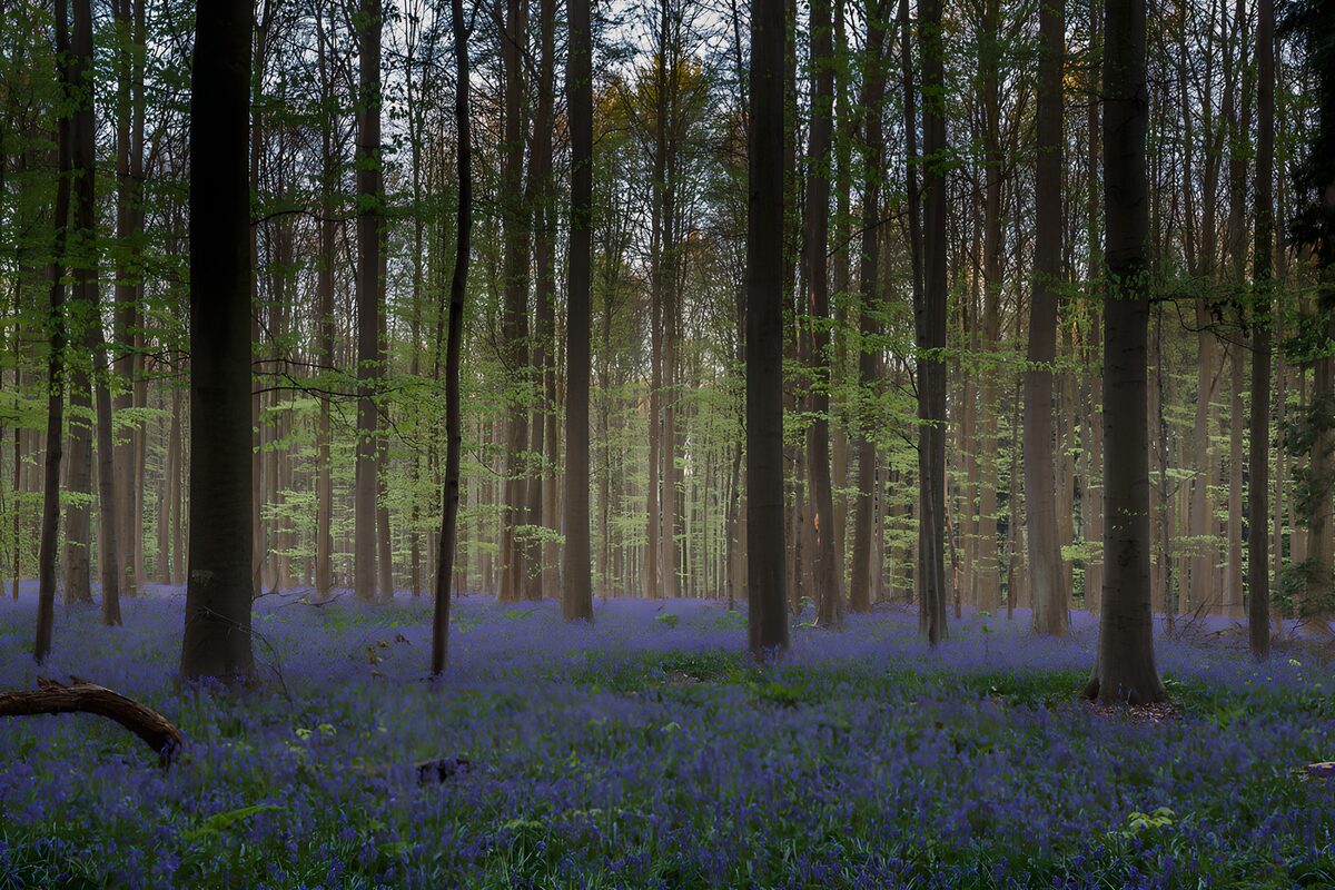 CW9157938: Blauwe bloemenzee in het bos