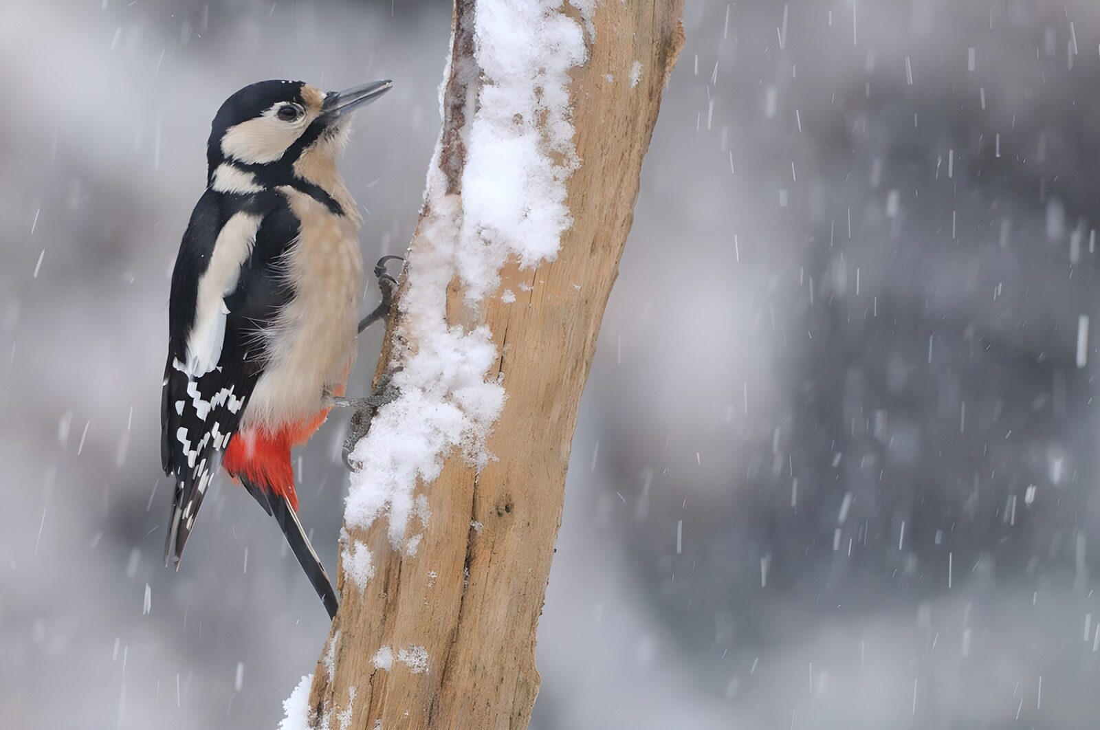 CW2058443: Grote bonte specht in de sneeuw