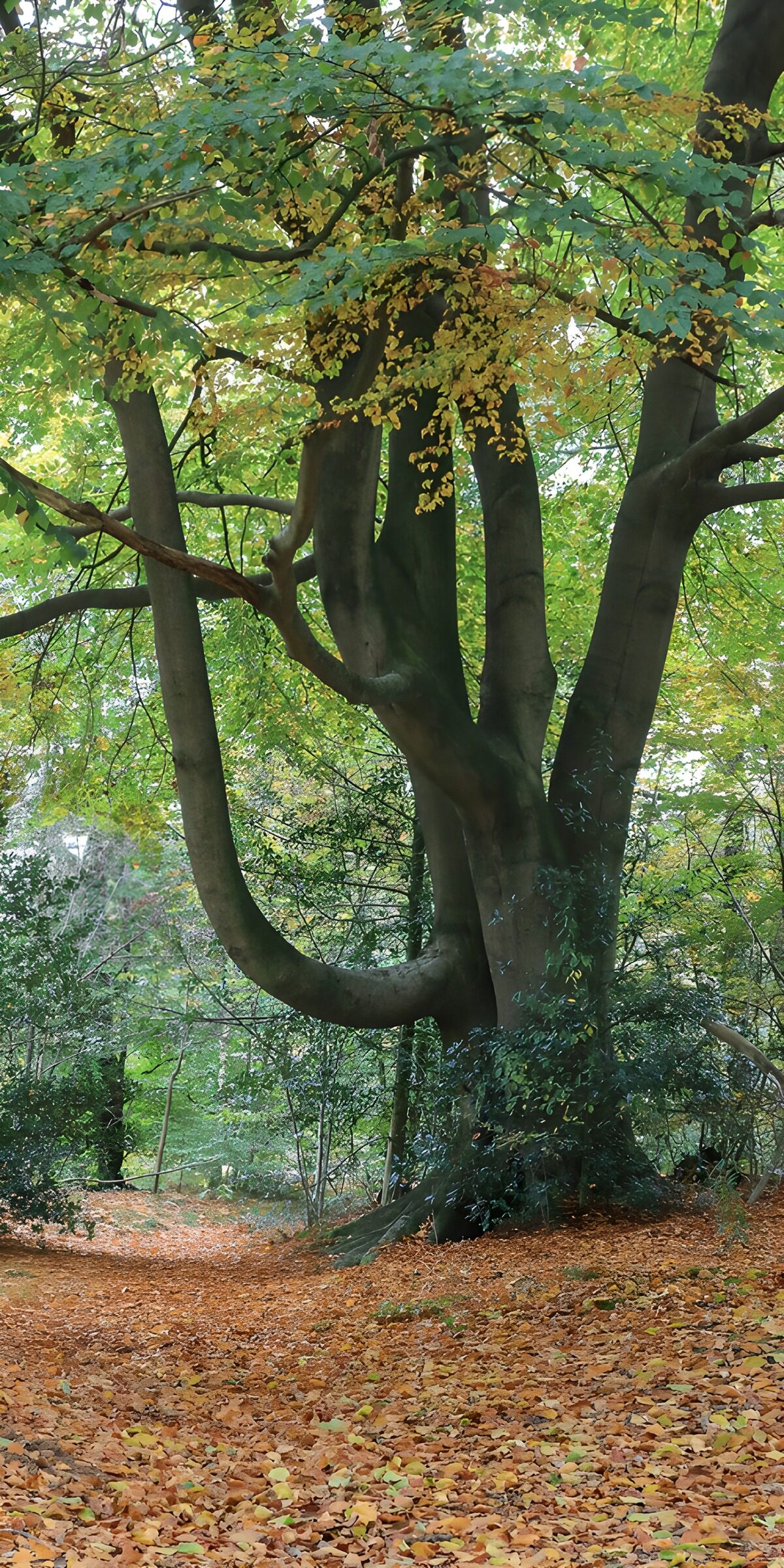 CW1284865: Bijzondere boom in herfstkleuren