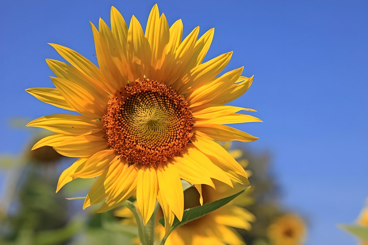 Zonnebloem in volle bloei