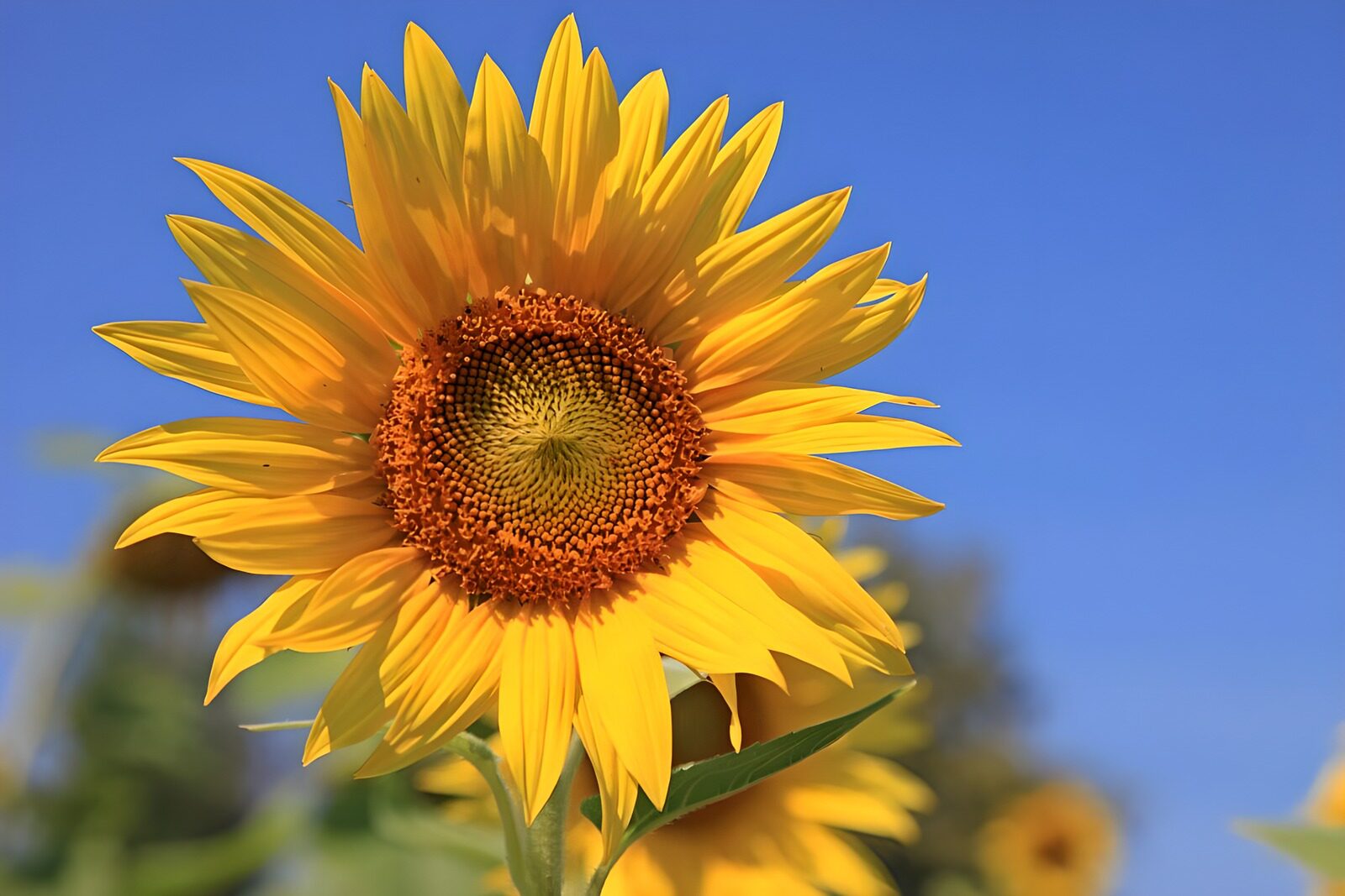 CW8259181: Zonnebloem in volle bloei