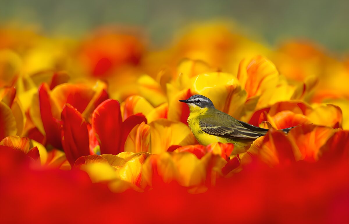 Vogel tussen tulpenvelden