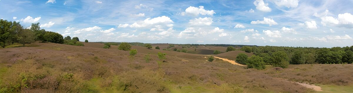 CW5392850: Prachtig Heuvellandschap met Paars Bloeiend Heide