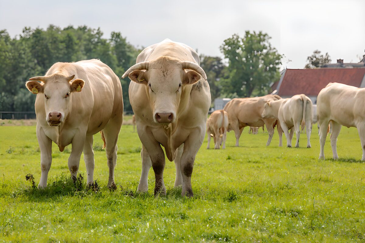 Krachtige Vee op Groene Weide