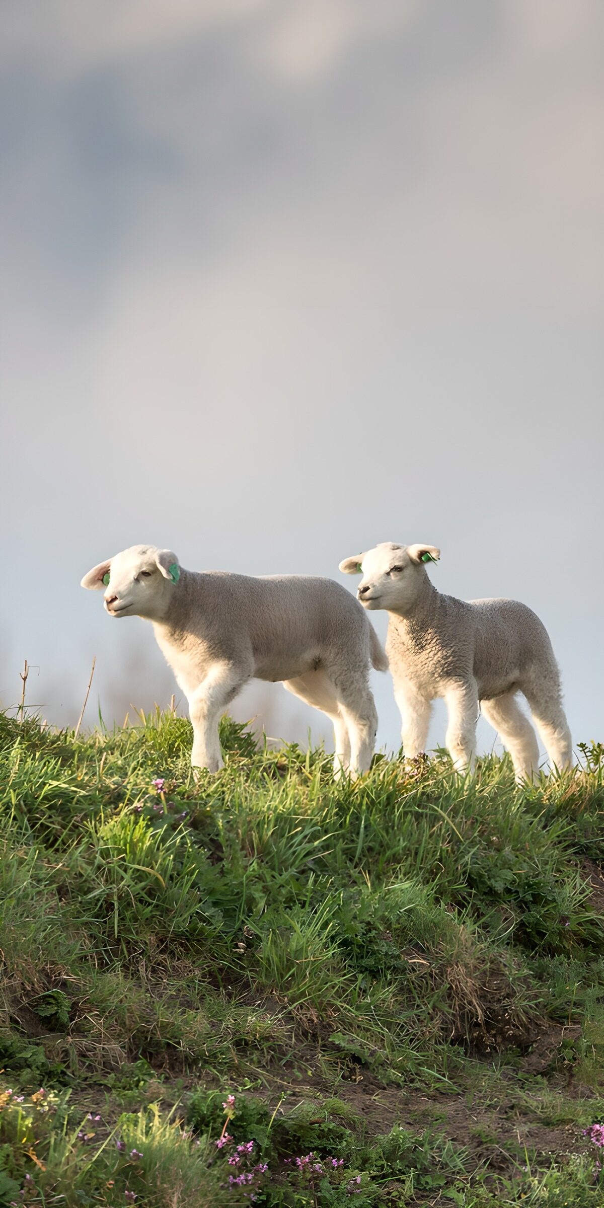 CW4946357: Schattige lammetjes op de heuvel
