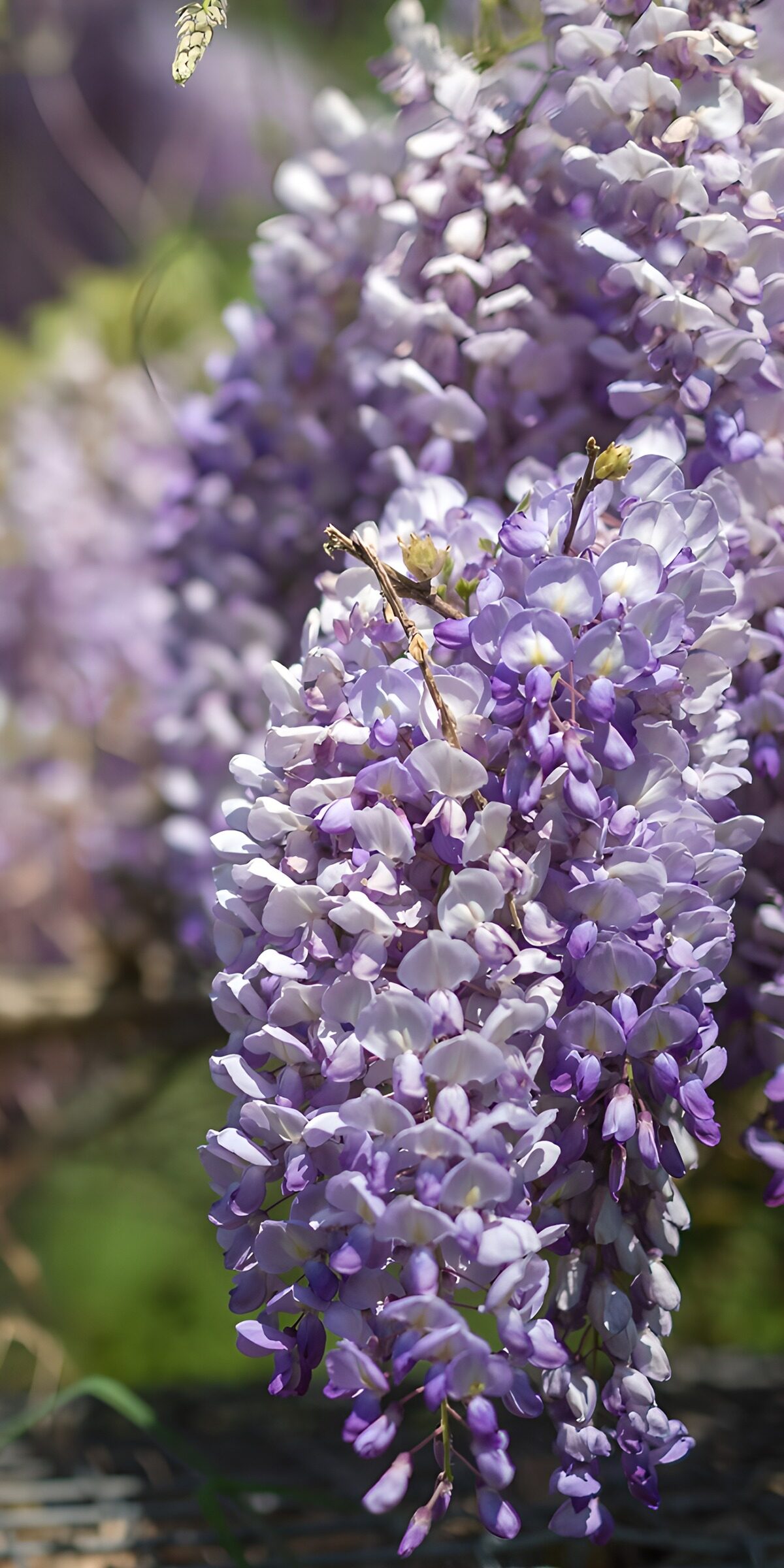 CW3316180: Prachtige bloei van blauwe regen