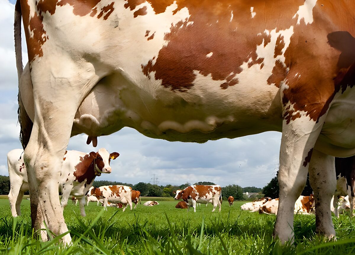 Koeien in een groene weide