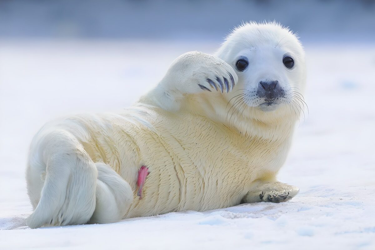 Schattige zeehond pup in het winterlandschap