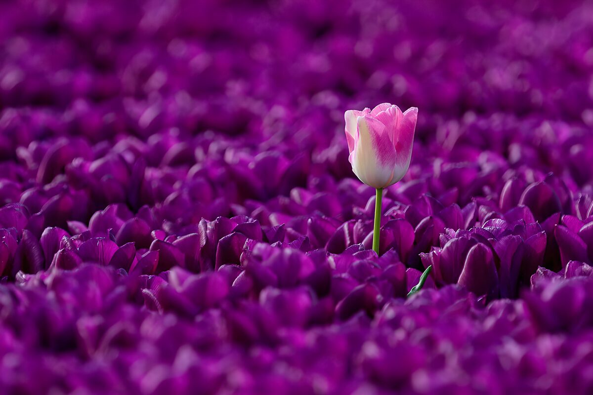 Opvallende tulp in paarse zee