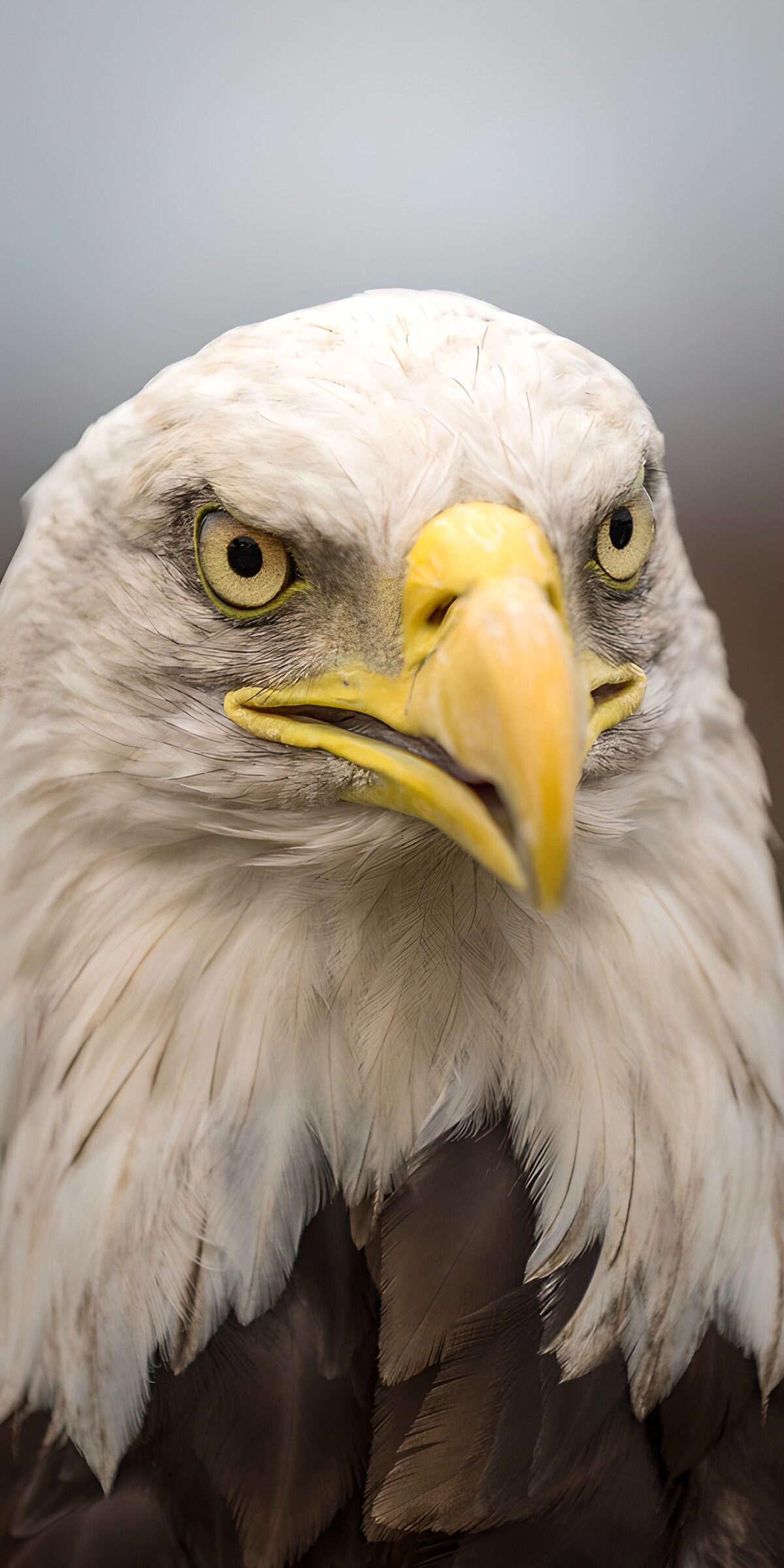 CW4185732: Majestueuze Arend in Close-up