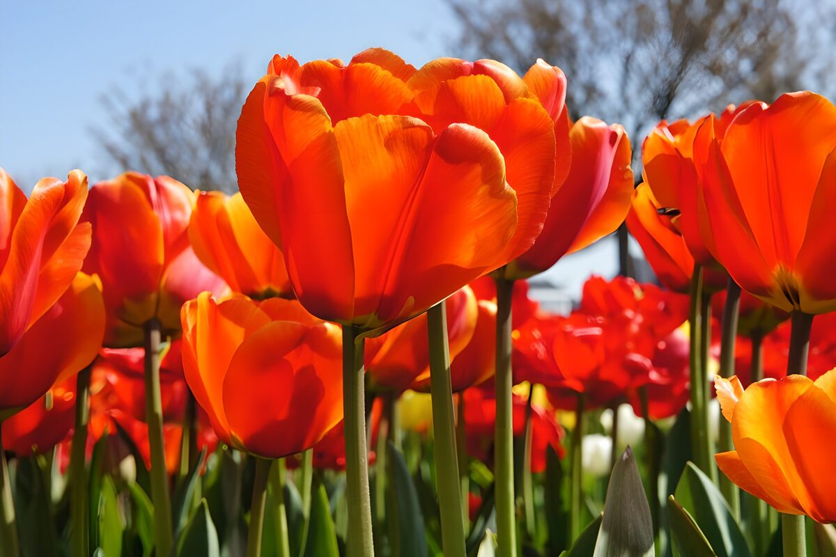Stralende oranje tulpen in bloei
