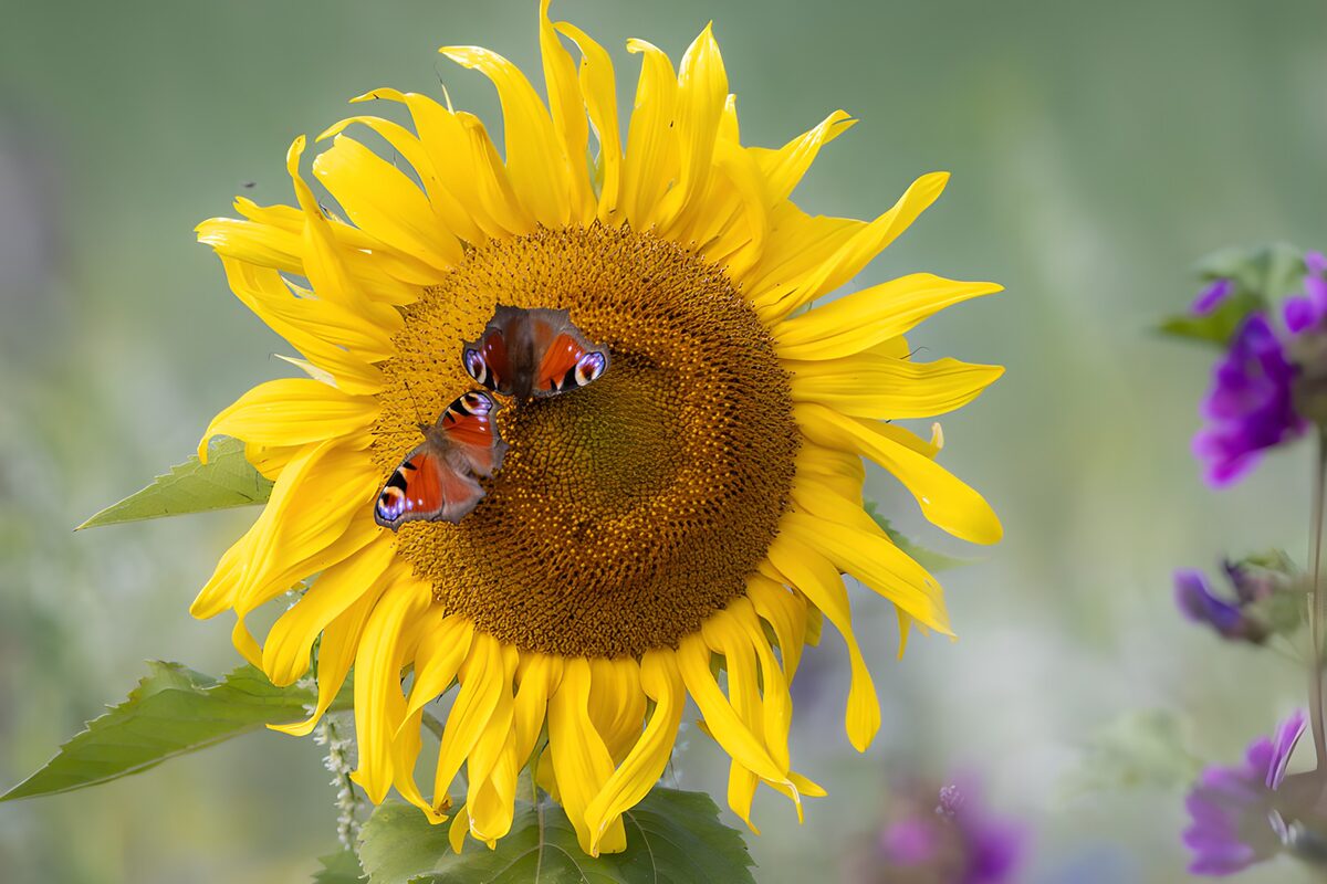 Vlinders op een zonnebloem