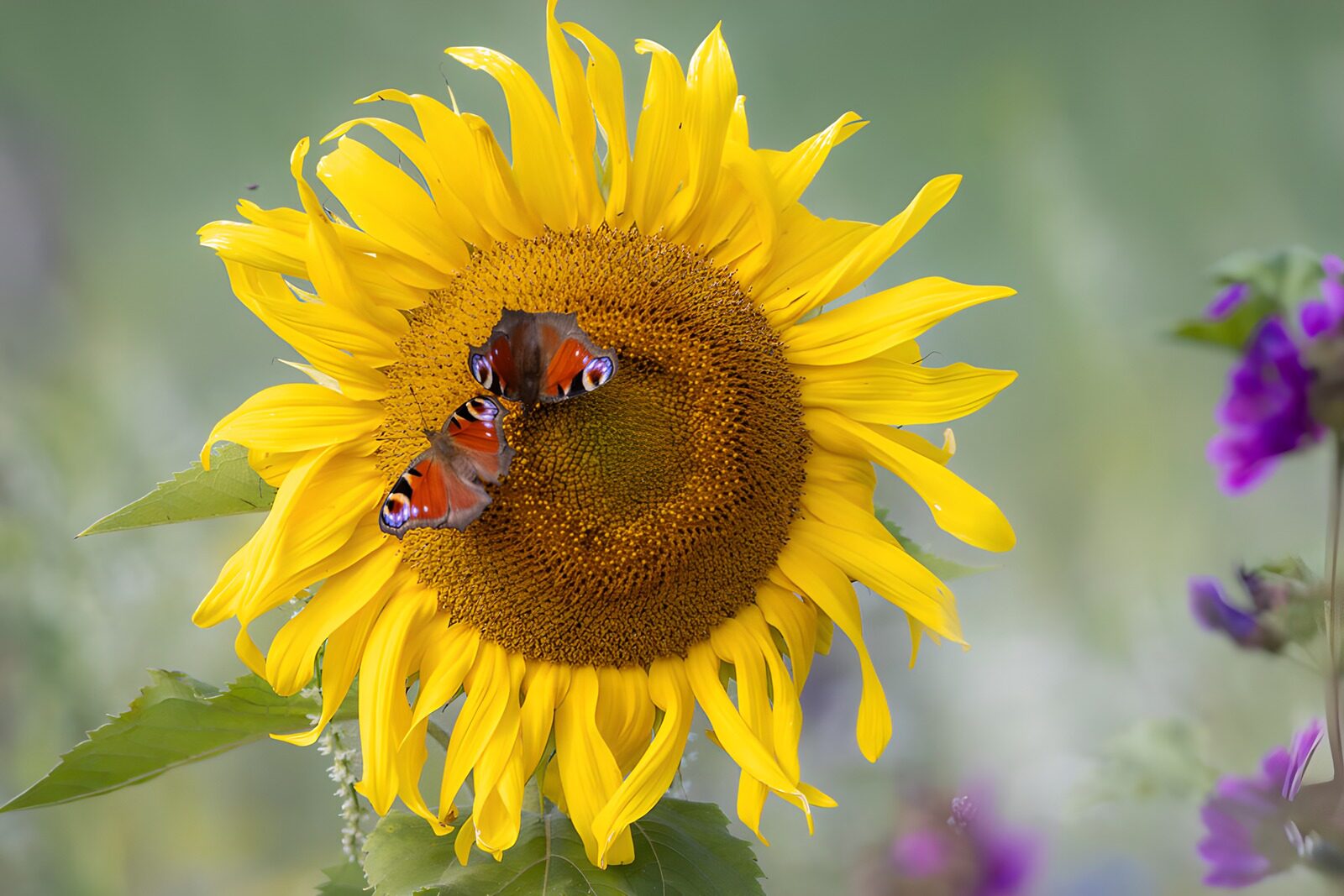 CW4595183: Vlinders op een zonnebloem