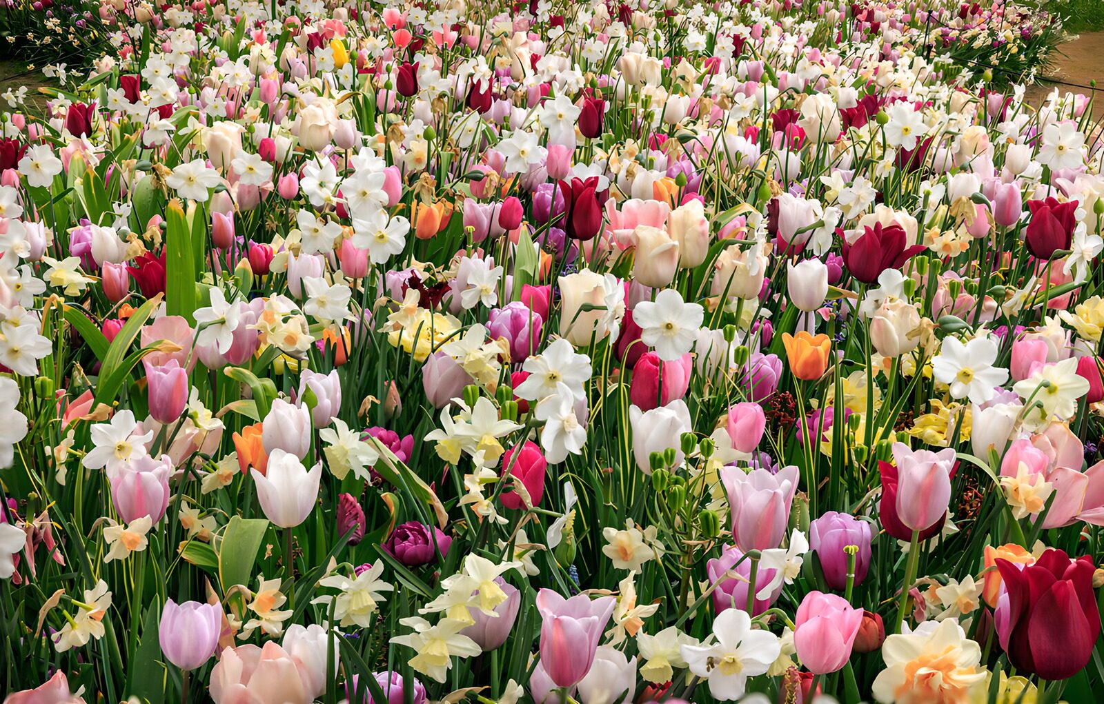 CW4390182: Kleurrijke Tulpen- en Narcissenweide