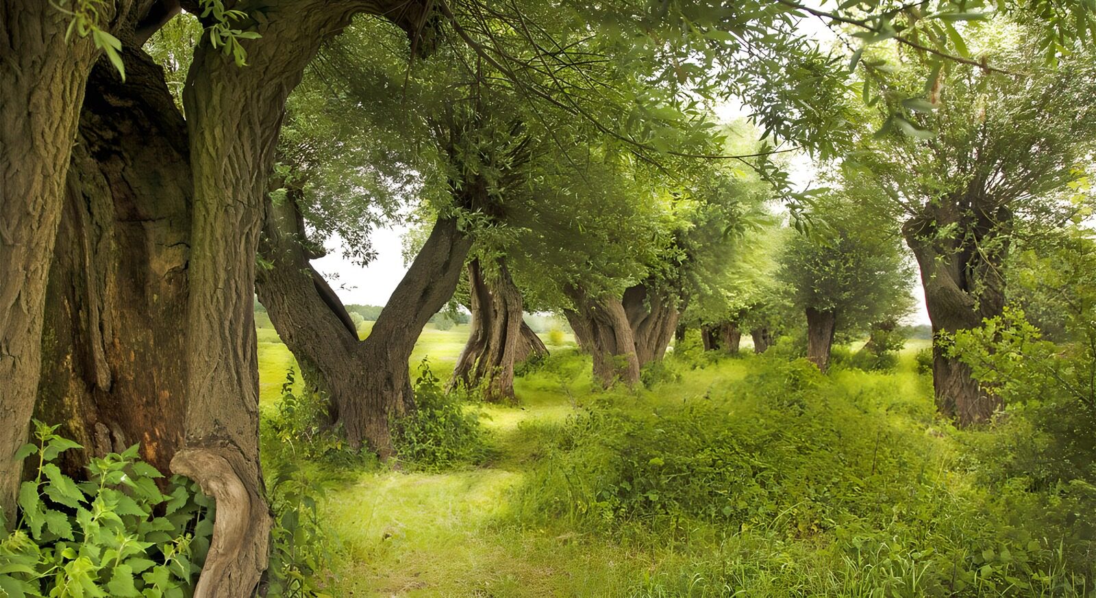 CW5523568: Paden tussen oude bomen