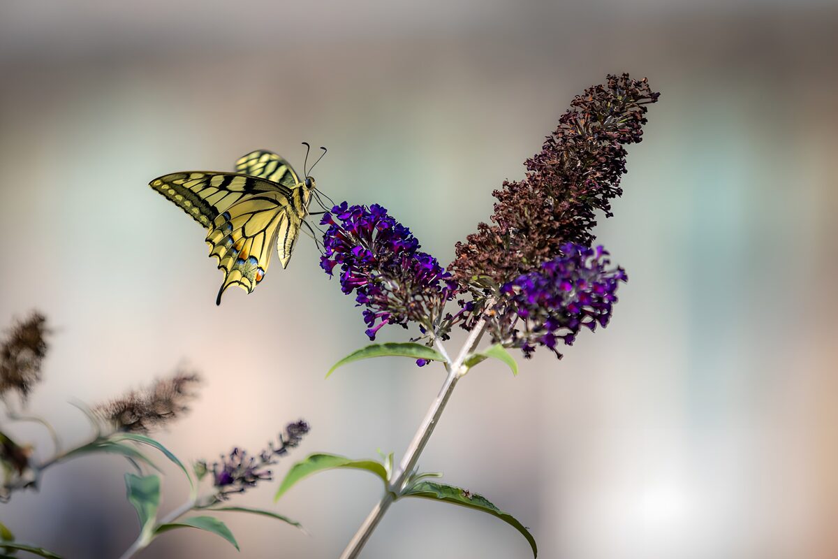 Vlinder op paarse bloemen