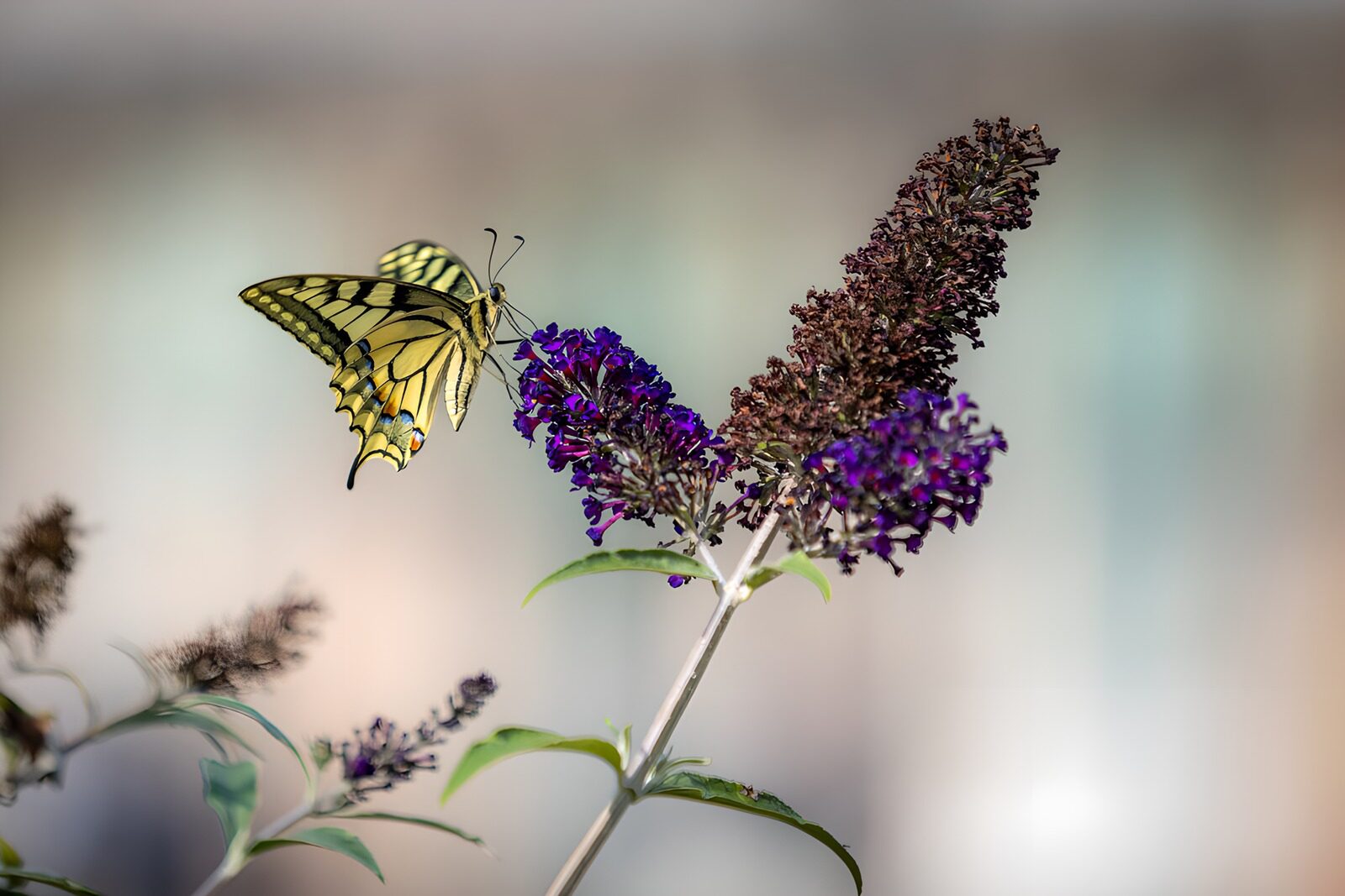 CW3294046: Vlinder op paarse bloemen