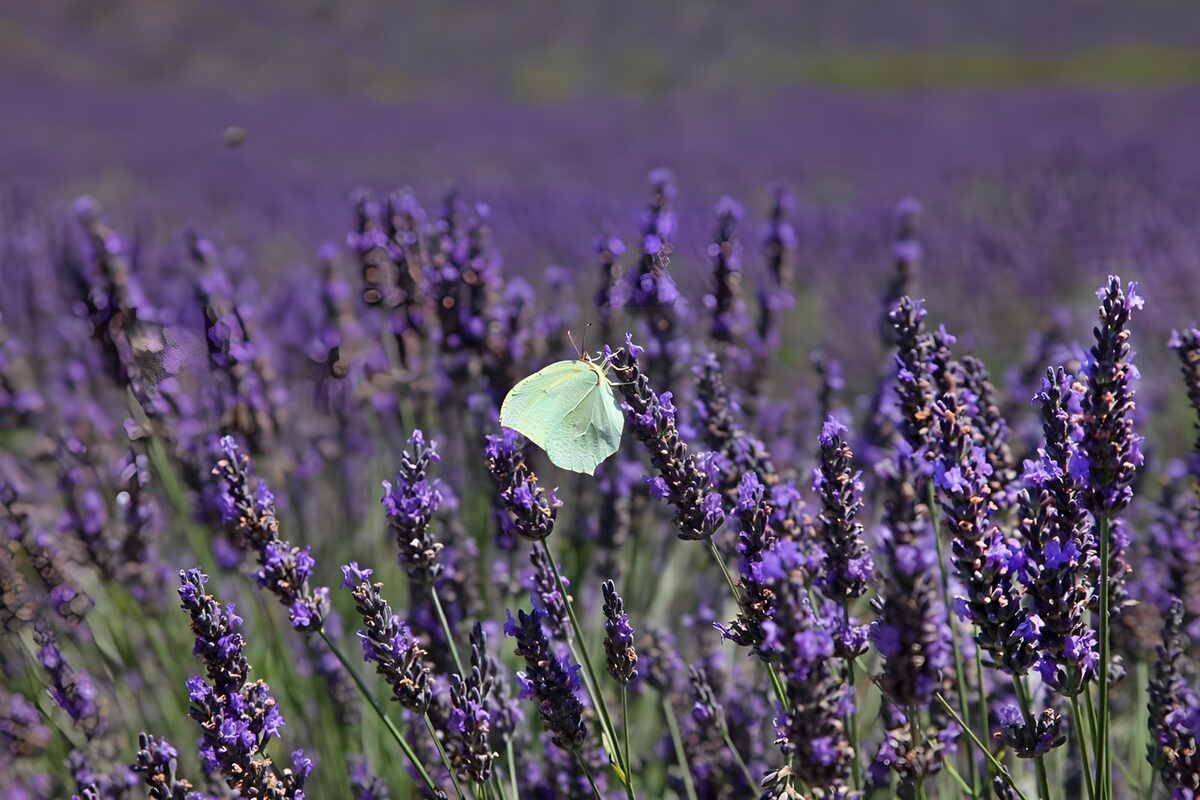 Vlinder op lavendelveld