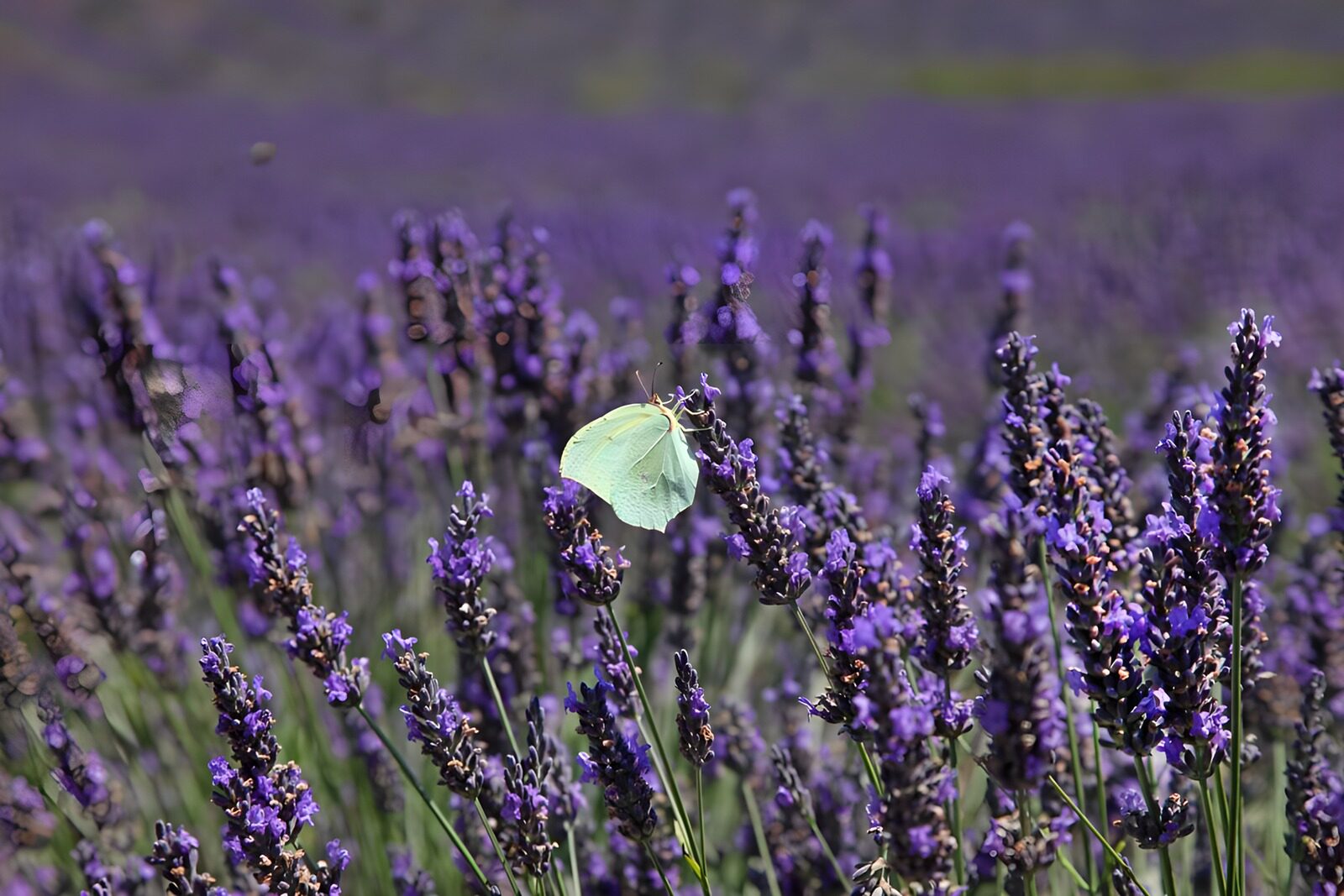 CW9214719: Vlinder op lavendelveld