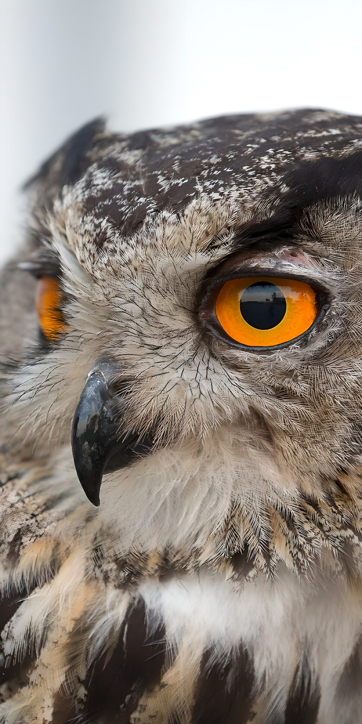 CW6236582: Nabij het oog van een uil