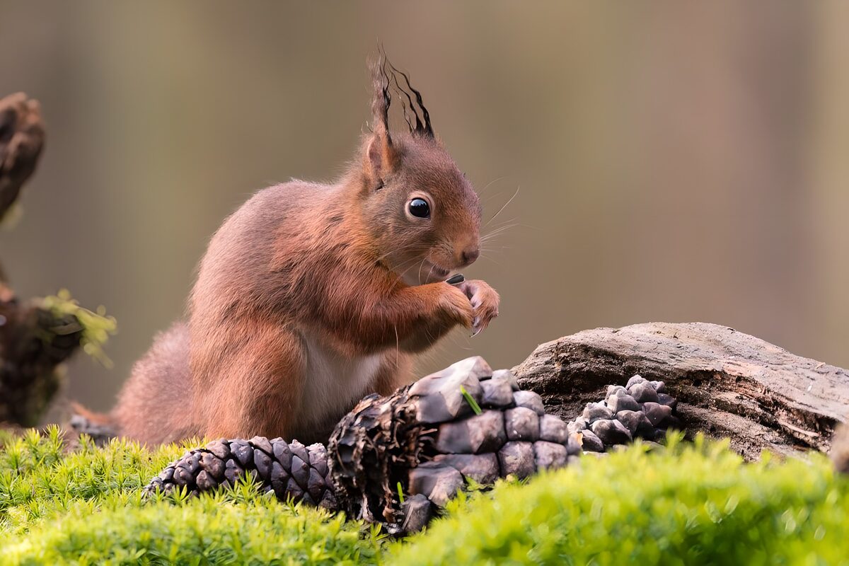Schattig eekhoorntje met dennenappels