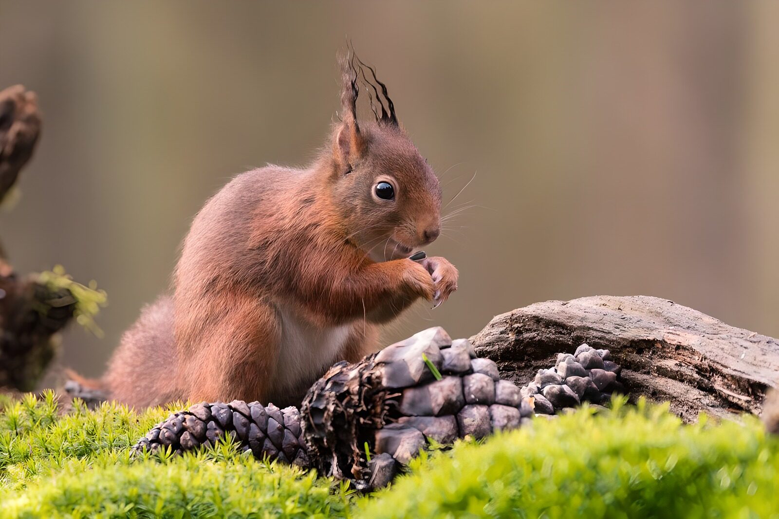 CW4448527: Schattig eekhoorntje met dennenappels