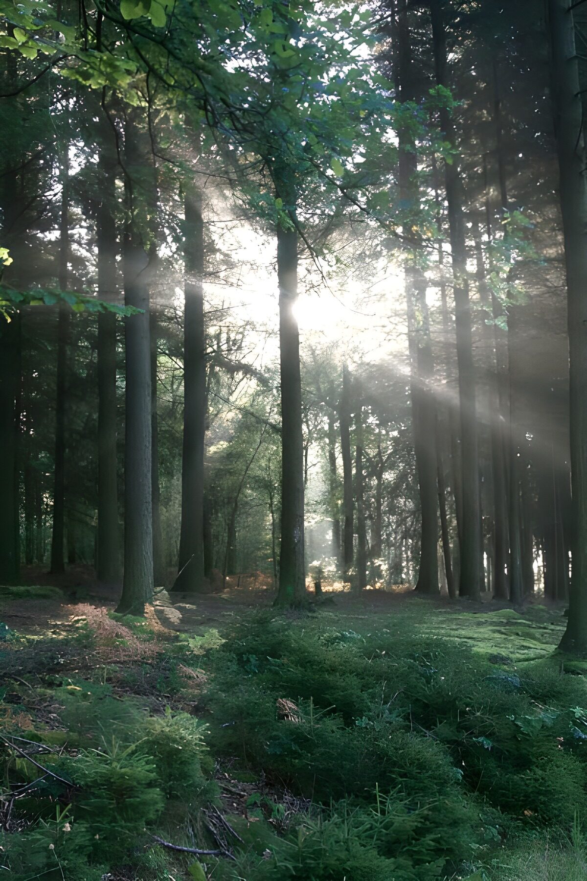 Magische ochtend in het bos