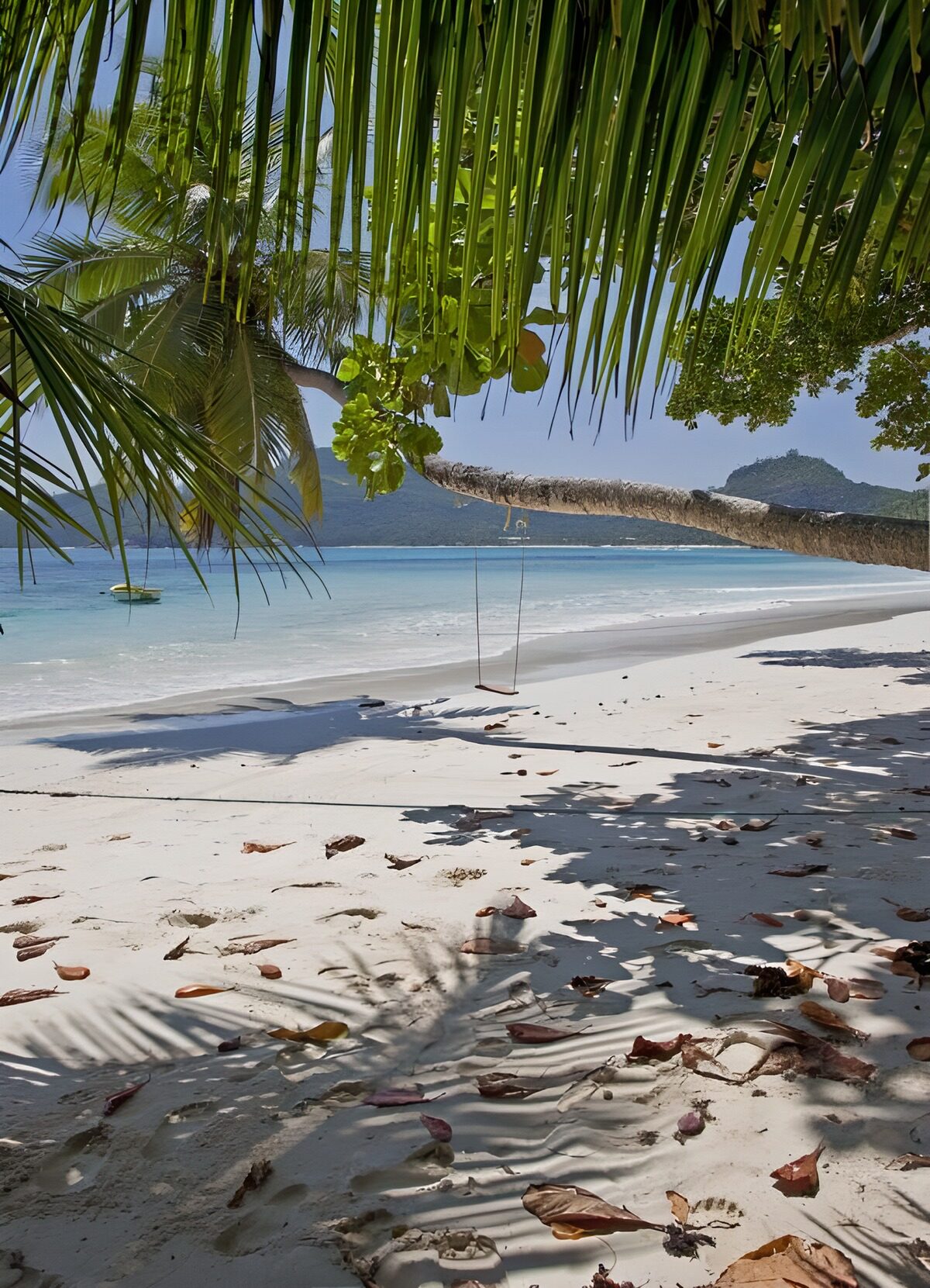 CW4357406: Tropisch strand met palmbomen