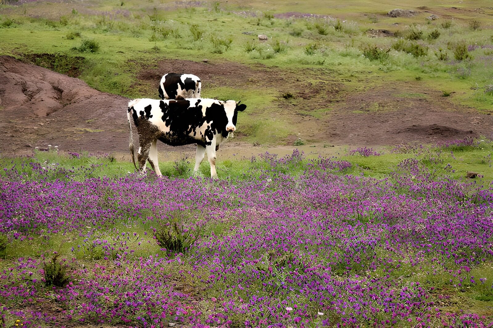 CW2485372: Paardenbloemen en koeien in het veld