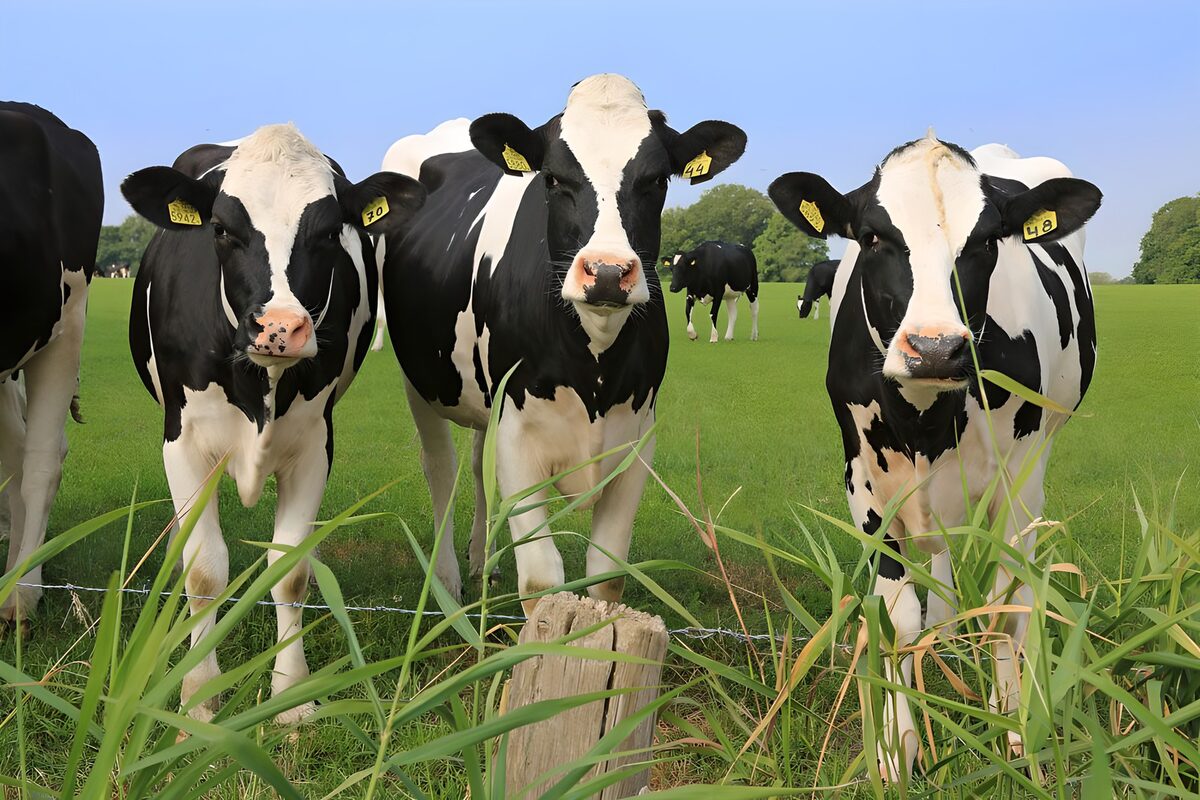 Drie nieuwsgierige koeien in het veld