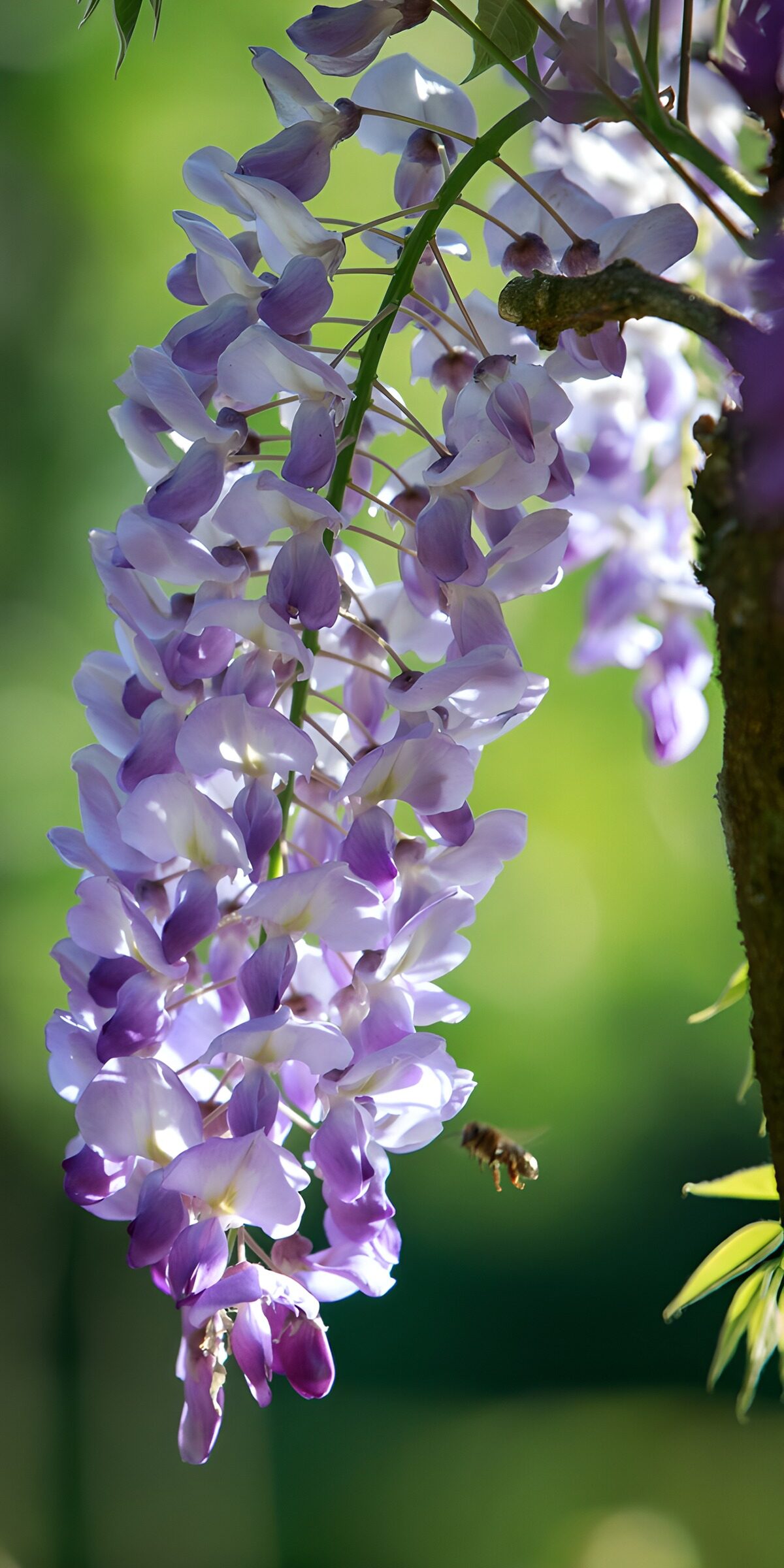 CW2412247: Prachtige bloeiwijze van de Wisteria