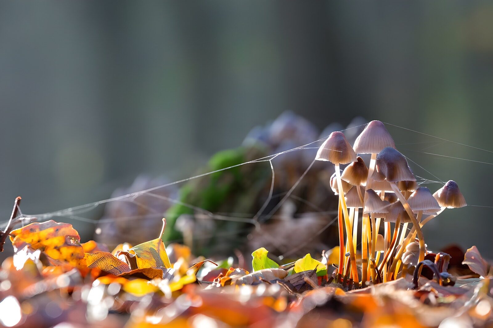 CW8441434: Paddenstoelen tussen herfstbladeren