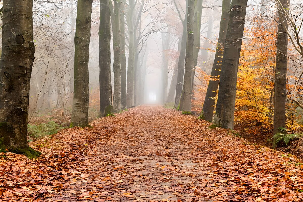 Mistige laan in het herfstbos