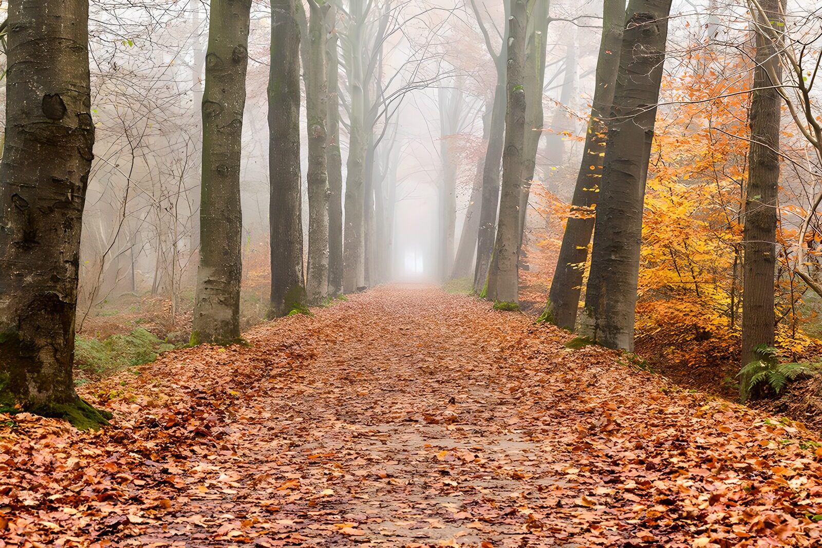 CW7841987: Mistige laan in het herfstbos