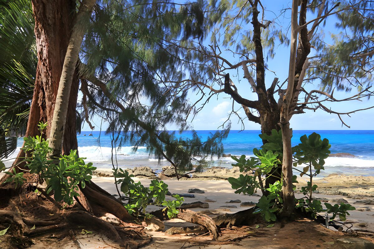 CW8497695: Tropisch Strand met Bomen