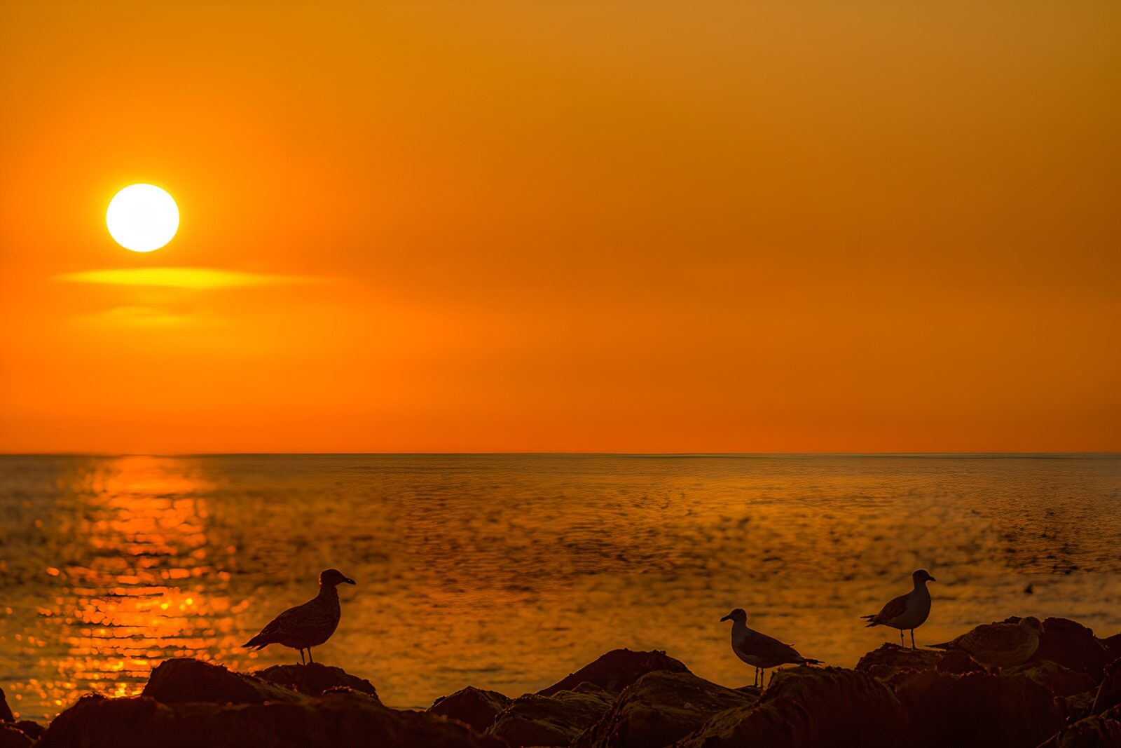 CW6224444: Zonsopgang boven de zee met vogels